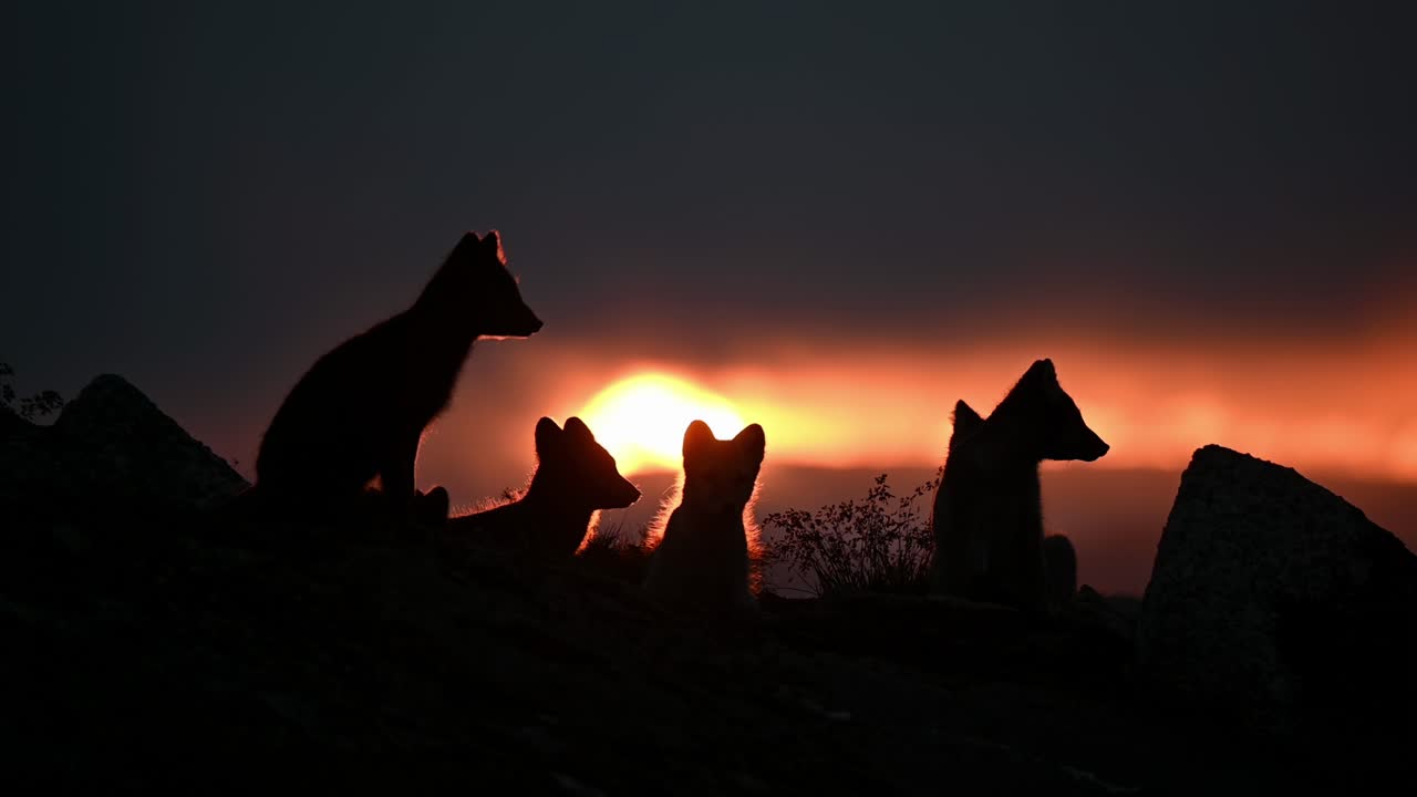 familia de zorro ártico descansando frente a la silueta brillante puesta de sol, cámara lenta de mano