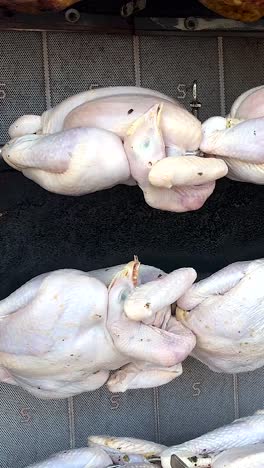 pollos girando en una parrilla en nakhon nayok