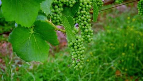 close-up of a branch of ripe grapes in organic vineyard farm vitis genus plant for wine commercial production