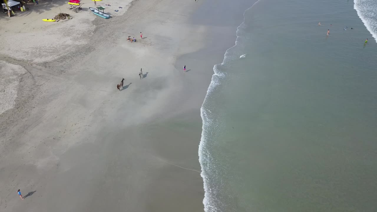 caballos salvajes corriendo en la playa en samara, costa rica
