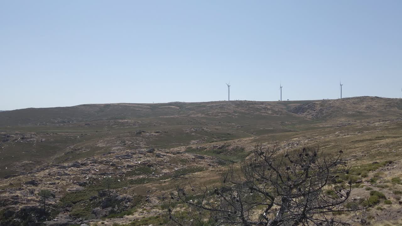 산악 지역의 오래된 소나무