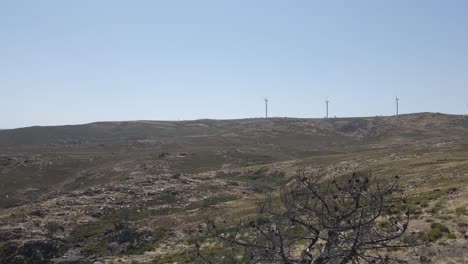 viejo pino en una región montañosa