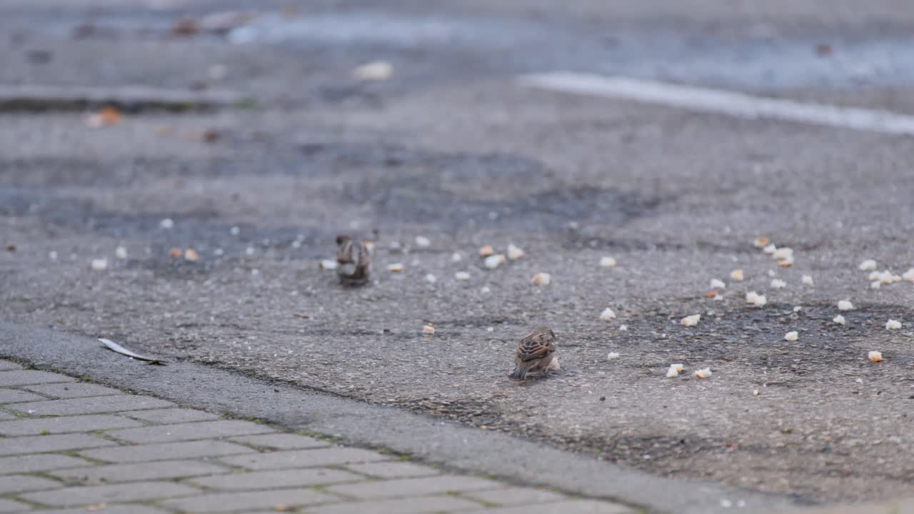Two sparrows forage for scattered breadcrumbs on urban ground in quiet moment