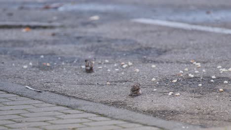 two sparrows forage for scattered breadcrumbs on urban ground in quiet moment