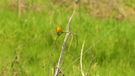 Yellow Warbler Taking Flight