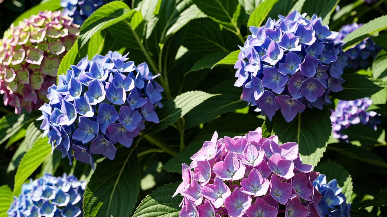 Close-up video angle of vibrant hydrangeas in full bloom, showcasing vivid blues and pinks