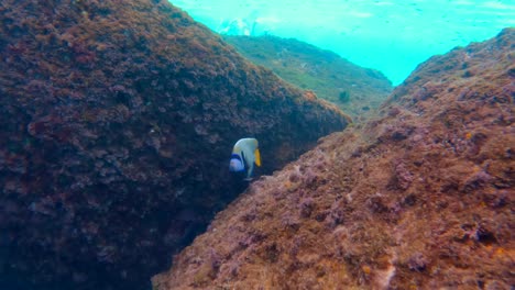 Snorkeling-hermosos-Peces-Mariposa-Nadando-Cerca-De-Rocas-Con-Algas-A-Cámara-Lenta