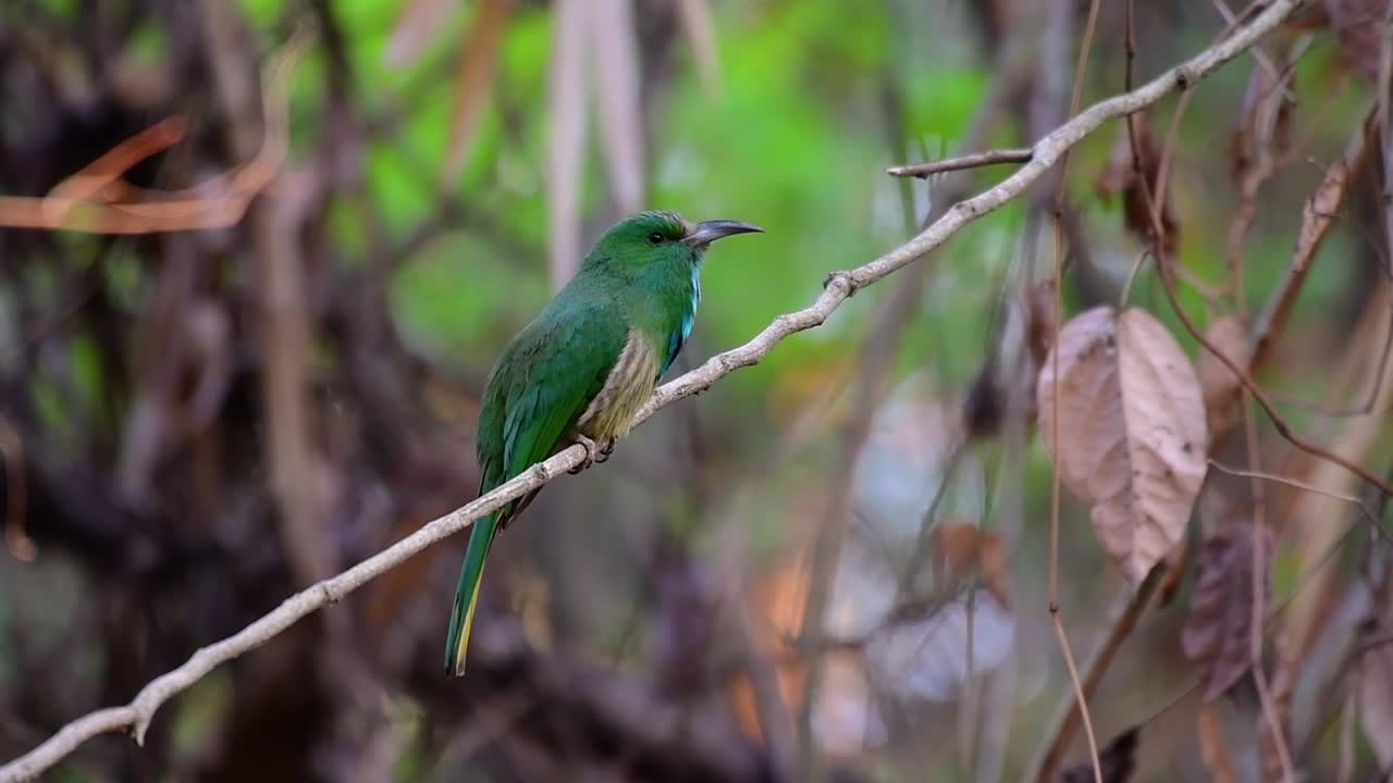 el abejaruco de barba azul se encuentra en la península de malaya, incluida tailandia, en claros de bosques particulares