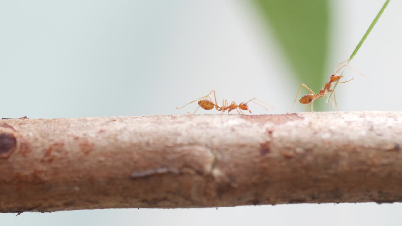 hormigas rojas caminando sobre el tronco de un árbol con fondo de naturaleza verde borroso