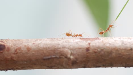 Red-ants-walking-on-tree-trunk-with-blur-green-nature-background