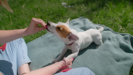 woman and dog on a picnic blanket
