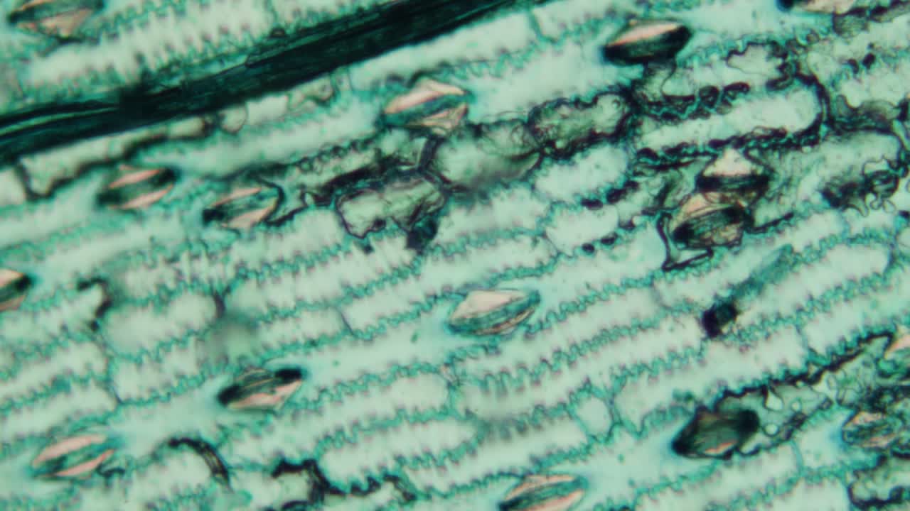 Microscopic View of Plant Leaf Epidermis and Stomata