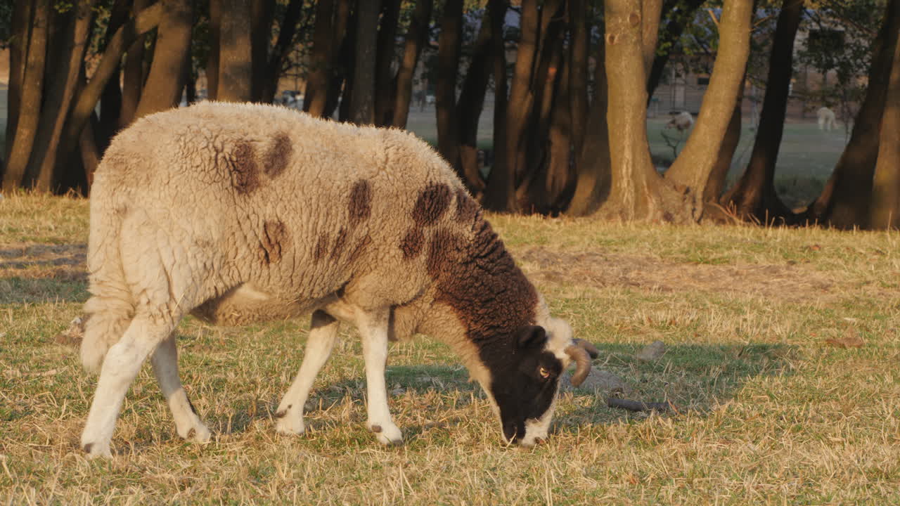 Pecore cornute che pascolano sull'erba verde in un campo soleggiato
