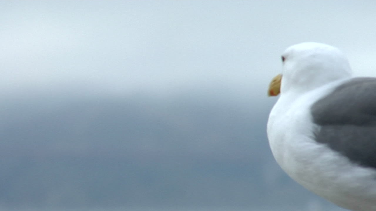갈매기가 백그라운드에서 안개로 가려진 금문교를 조사합니다.