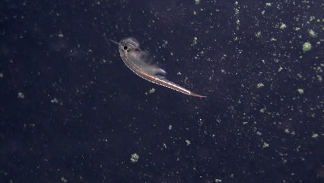 close-up of "sea monkey" or brine shrimp swimming underwater