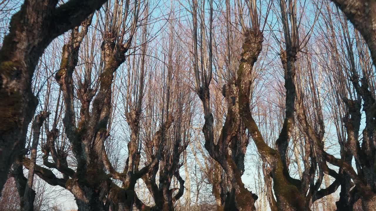 오래된 린든 골목, 카트바루 매너 공원, 라트비아는 동화처럼 유령처럼 보입니다.