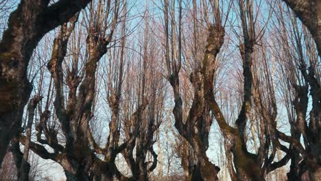 viejo callejón de tilos, parque señorial katvaru, letonia se ve tan fantasmal como cuentos de hadas