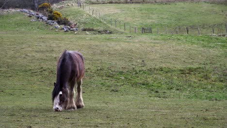 Static-shot-of-a-brown-shire-horse-mare-grazing-a-field-on-a-farm