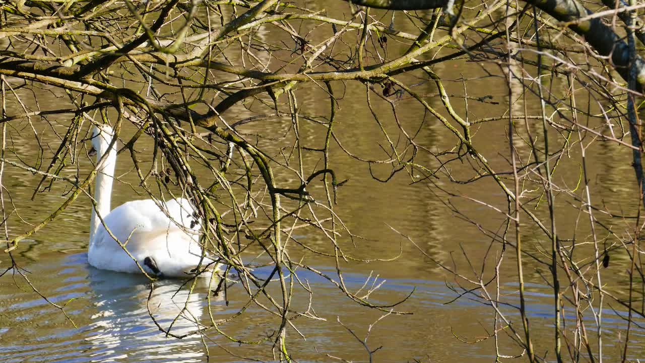un tiro inclinado hacia arriba mientras rastreaba un cisne nadando en un lago detrás de algunas ramas de árboles mientras remaba