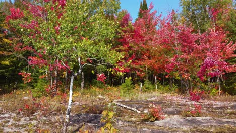 Schieben-Sie-Sich-Nach-Oben-Und-Neigen-Sie-Sich-Entlang-Der-Schimmernden,-Zitternden-Espenblätter-Zu-Den-Roten-Farbtönen-Der-Ahornbäume-Im-Herbst