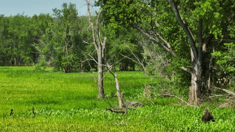 Aerial-View-Of-Forest-And-Green-Grass-At-Upper-Mississippi-River---Beef-Slough-Wildlife-Refuge-In-Wisconsin,-USA