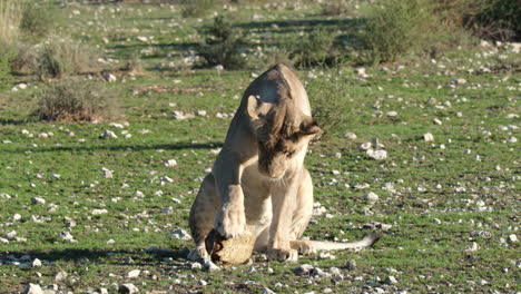 lioness is trying to eat turtle in the savannah in south africa