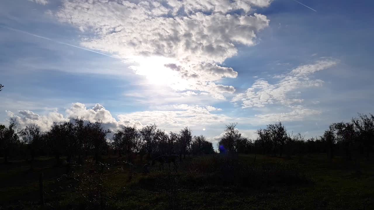 Sky and field of trees Time Lapse, Omurtag, Bulgaria - september 2th, 2018
