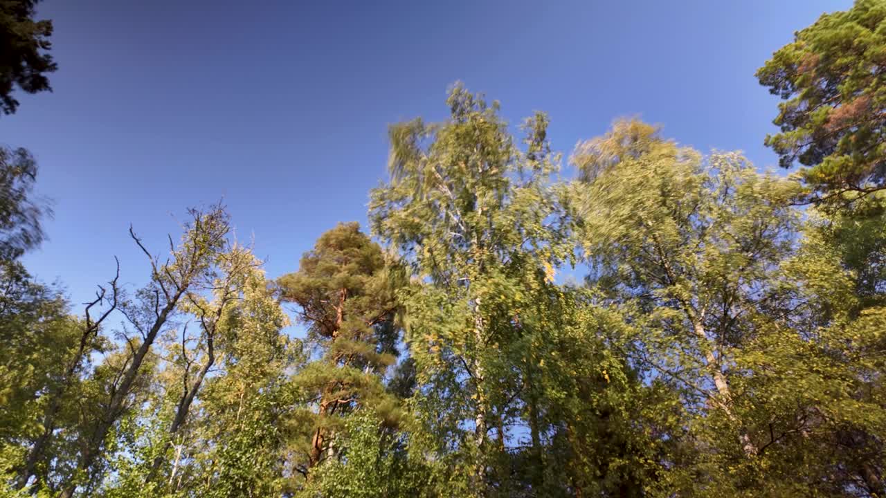 Motionlapse of trees moving in wind and blue sky in sunny Sweden