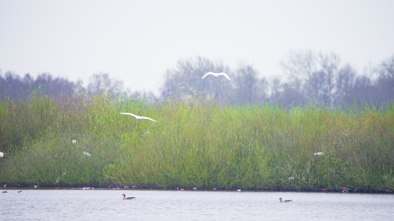 Eurasian spoonbills flying low above lake water, heading for shore