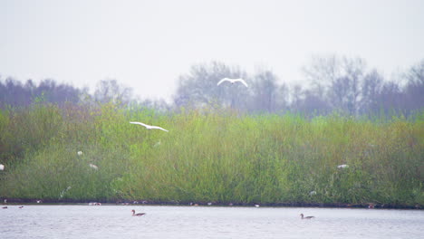 Eurasische-Löffler-Fliegen-Tief-über-Dem-Seewasser-Und-Steuern-Auf-Das-Ufer-Zu