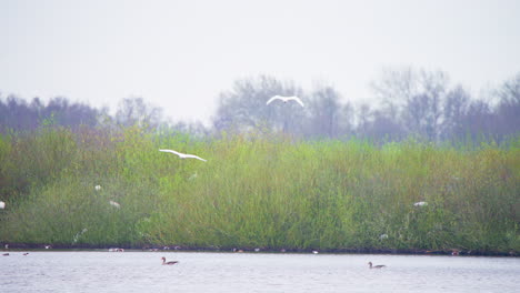 eurasian spoonbills flying low above lake water, heading for shore