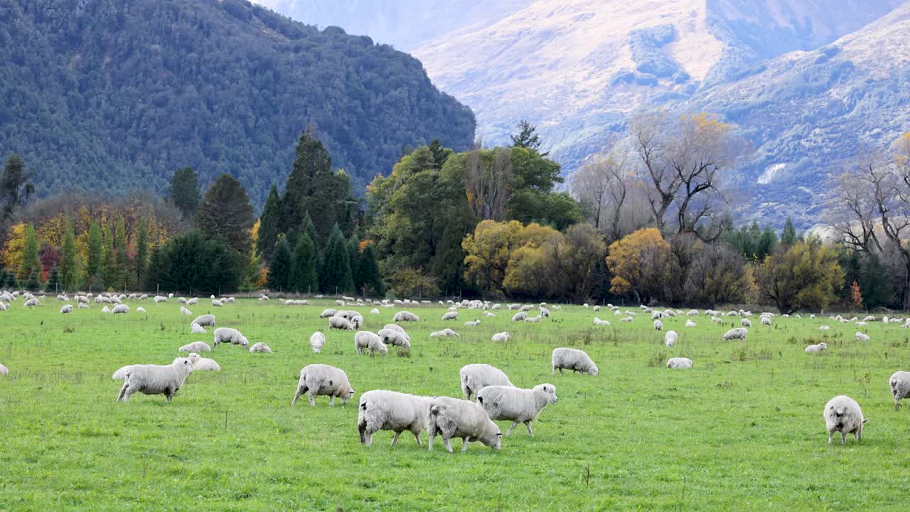 Sheep graze peacefully in a lush green field surrounded by mountains and trees under soft natural light