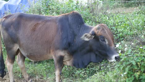 vaca jorobada en vietnam pastando hierba junto a una valla