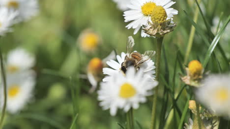 anthophila worker bee collecting pollen on daisies