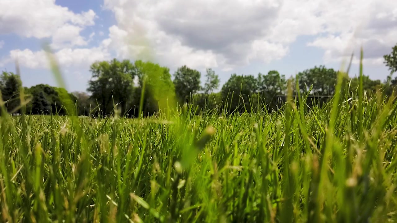 Bella giornata, un cielo azzurro brillante con alcune nuvole gonfie che lo attraversano. Il punto di vista è dall'erba verde intenso