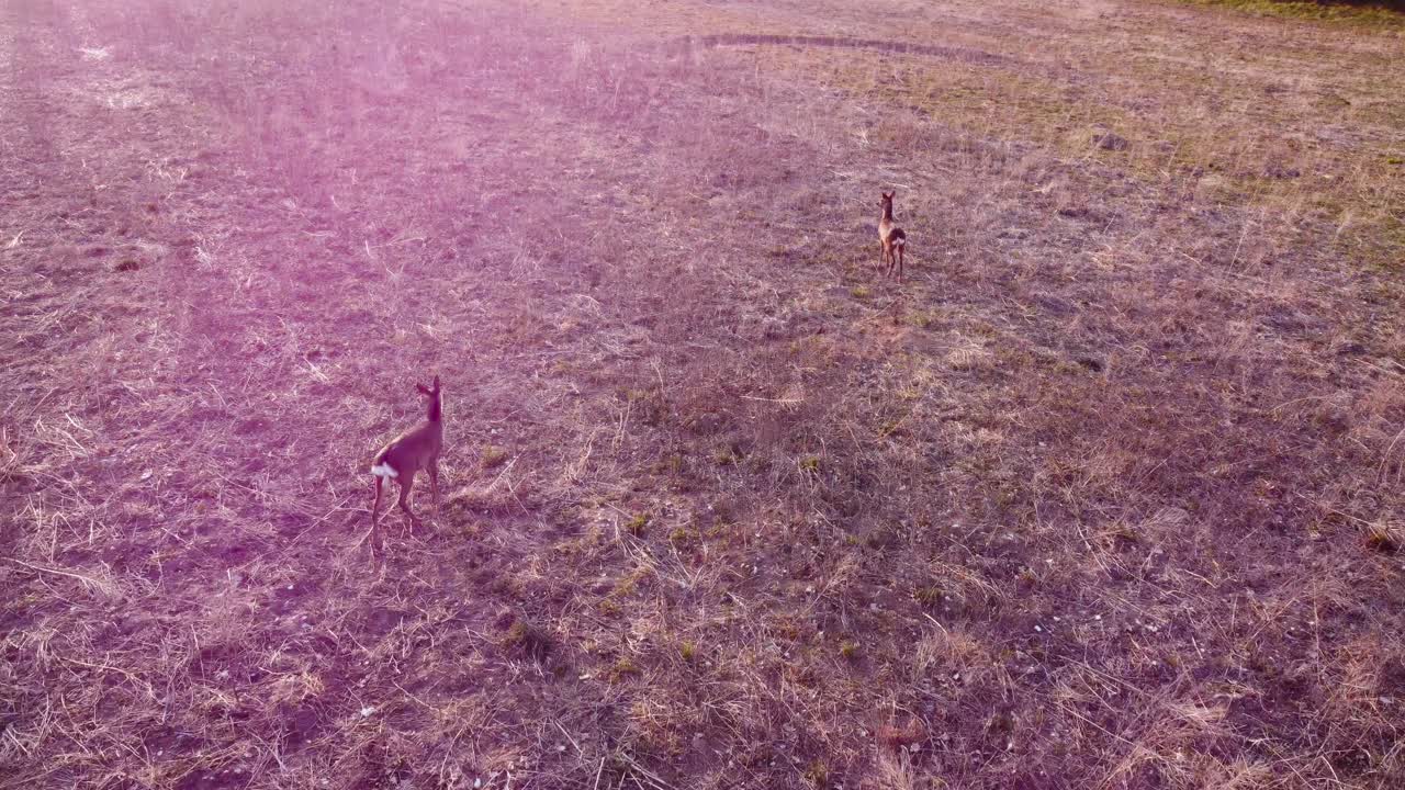 이른 아침에 멋진 태양 플레어와 함께 초원에 서 있는 노루 두 마리