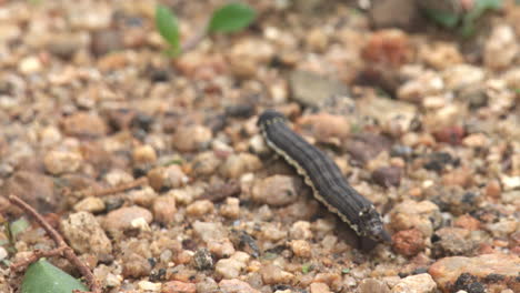 caterpillar with stick moving through boulders in the soil, tail spike