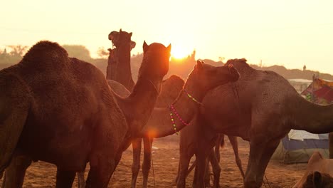 Camels-in-slow-motion-at-the-Pushkar-Fair,-also-called-the-Pushkar-Camel-Fair-or-locally-as-Kartik-Mela-is-an-annual-multi-day-livestock-fair-and-cultural-held-in-the-town-of-Pushkar-Rajasthan,-India.