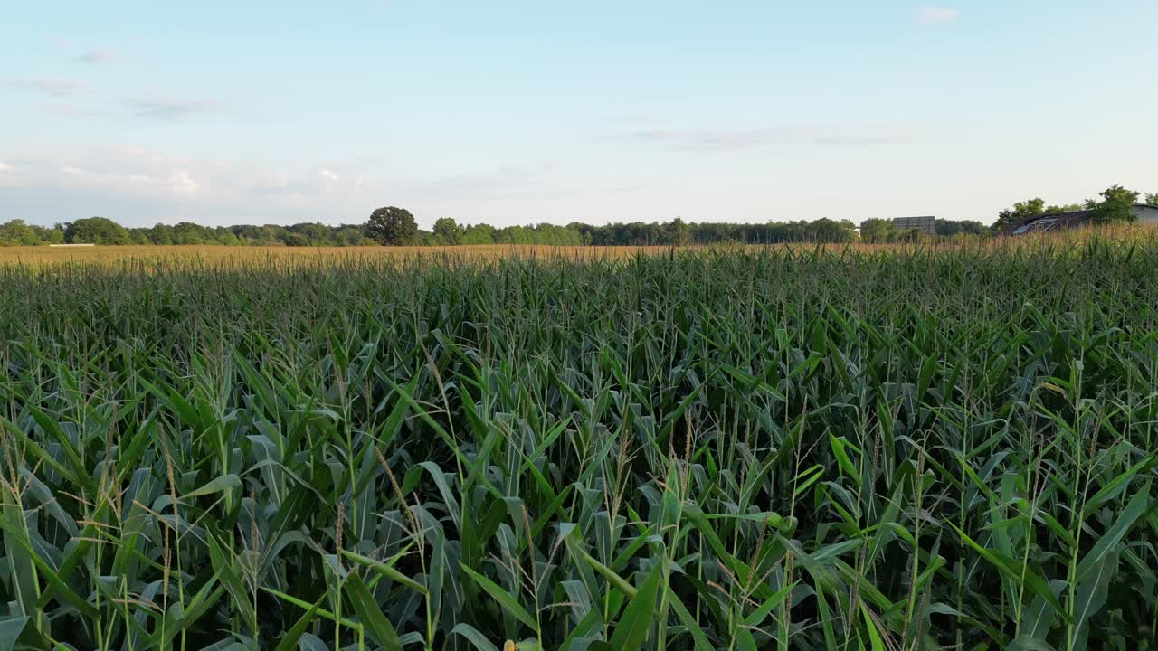 Vast green corn field on farm at golden hour, aerial fly over