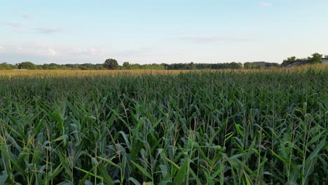 vast green corn field on farm at golden hour, aerial fly over