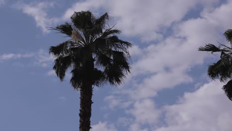 La-Idílica-Belleza-De-Marruecos-Mientras-Las-Hojas-De-Palmera-Se-Mecen-Con-La-Suave-Brisa:-Una-Tranquila-Escena-De-Viaje-Capturada-En-Perfecta-Armonía.