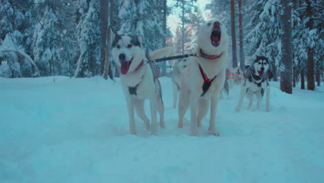 Equipo-Entusiasta-De-Perros-De-Trineo-Ladrando-Ansiosos-Por-Correr-En-El-Sendero-Nevado-De-Laponia