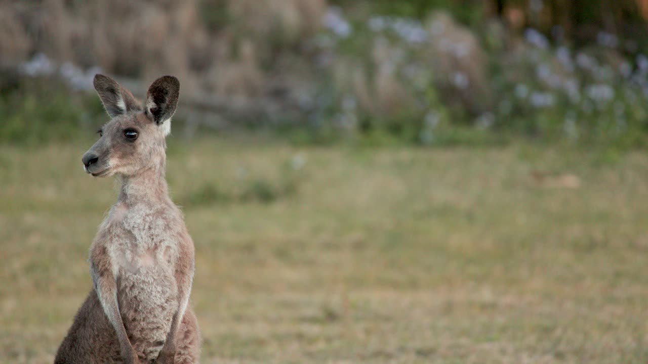 A kangaroo stands upright and alert in a grassy field during golden hour, with soft natural lighting and a shallow depth of field. Subtle camera movement