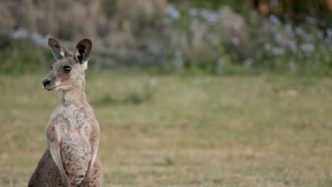 a kangaroo stands upright and alert in a grassy field during golden hour, with soft natural lighting and a shallow depth of field. subtle camera movement