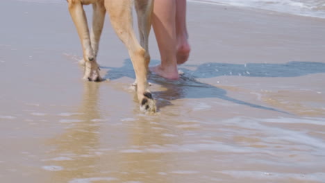 mujer y su perro caminan a orillas del mar con olas espumosas durante el verano