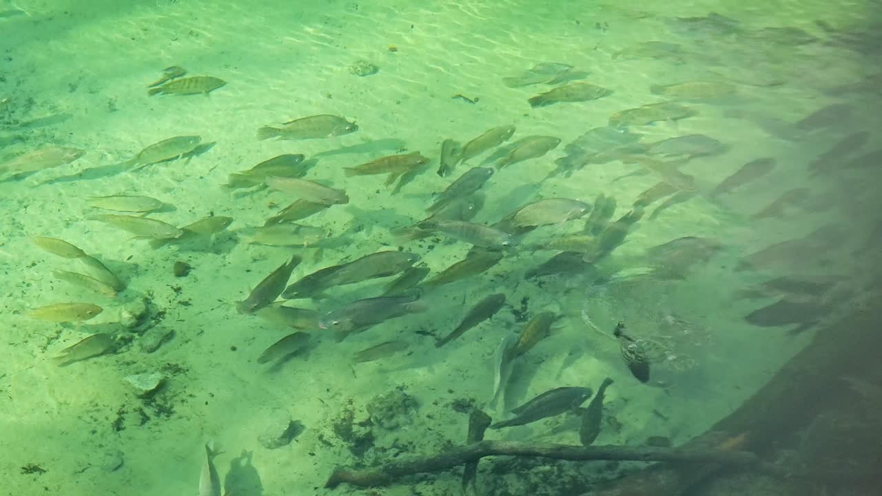 A mesmerizing view of a school of fish resting calmly in a clear spring, suspended in the gentle, flowing waters.