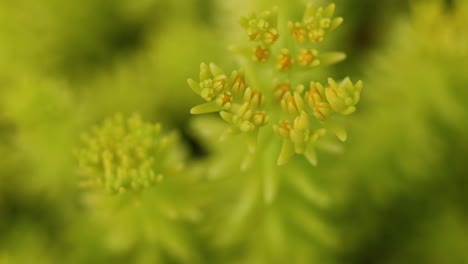 stonecrop flowers blooming at gold coast botanic gardens