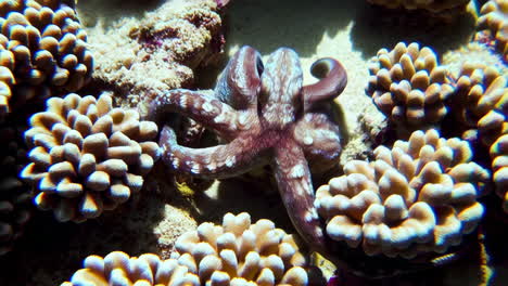 octopus on a coral reef