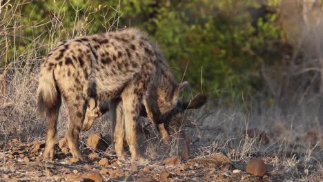 a spotted hyena cub interacting with and adult hyena in mashatu game reserve, botswana