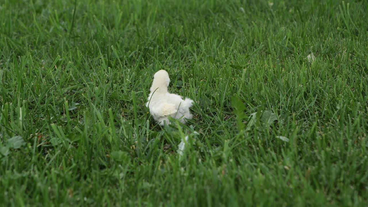농부가 곡물을 던지는 동안 날아오르려고 하는 작은 실크 치킨